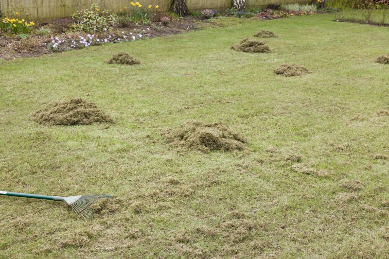 Front Yard Dethatching