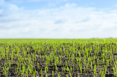 Grass Seeding Service in Honolulu, HI