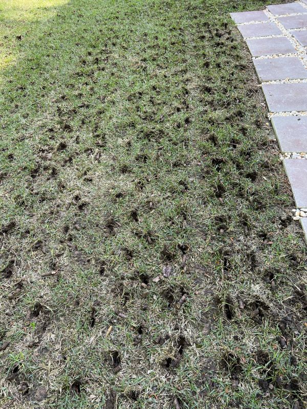 Lawn with Soil Plugs