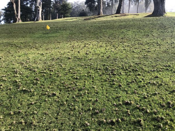Lawn Core Aeration - Lawn Core Aeration Salem, Oregon